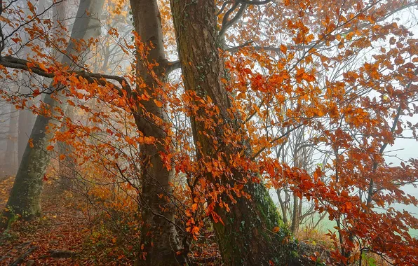 Picture autumn, forest, leaves, trees, fog