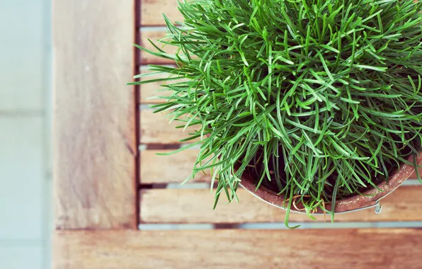 Picture grass, green, plant