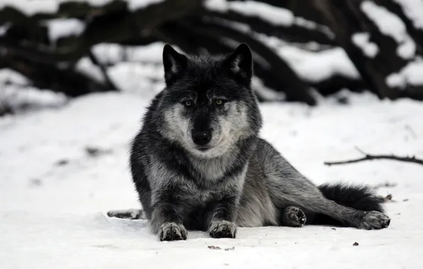 Picture snow, grey, wolf, predator