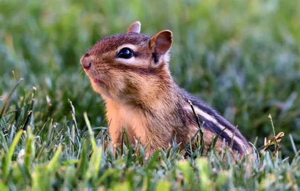 Grass, Chipmunk, animal, rodent