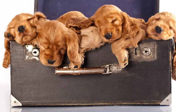 Picture puppies, suitcase, red, Spaniel, cute