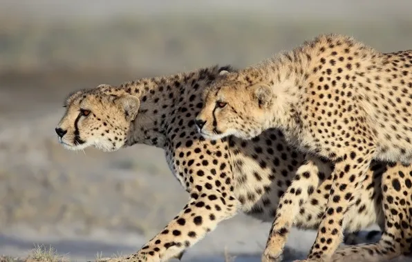 Predators, wild cats, a couple, cheetahs