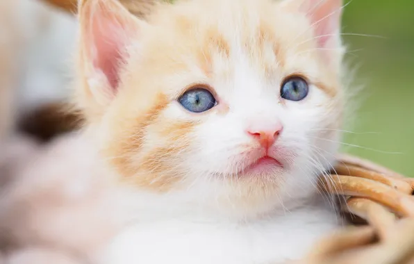 Look, portrait, baby, muzzle, kitty, blue eyes