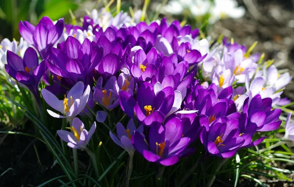 Macro, joy, flowers, nature, tenderness, color, plants, crocuses