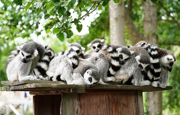 Leaves, trees, branches, nature, Board, shelf, lemur, lemurs