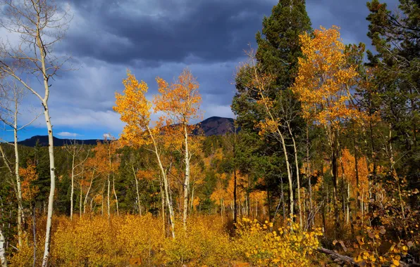 Autumn, forest, trees, mountains, blue, the colors of autumn, Golden autumn, aspen