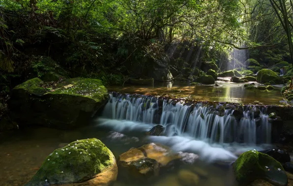 Forest, river, stones, waterfall