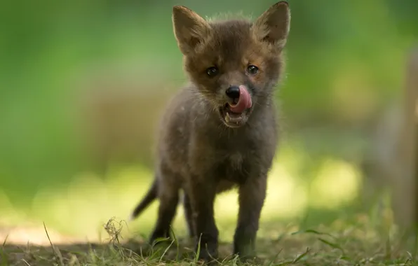 Summer, nature, Fox