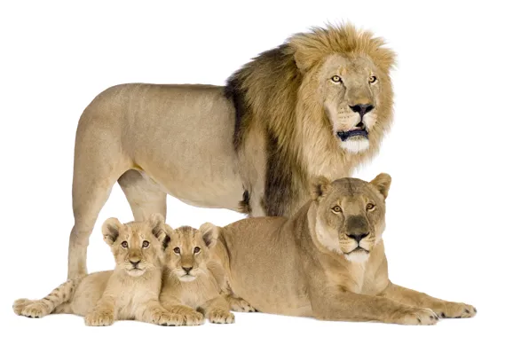 Leo, family, white background, lions, the cubs, lioness