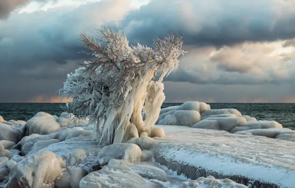 Picture sea, tree, ice