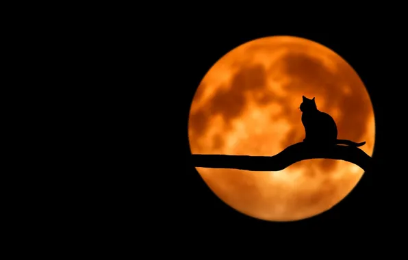 NIGHT, The MOON, BRANCH, CAT, SILHOUETTE