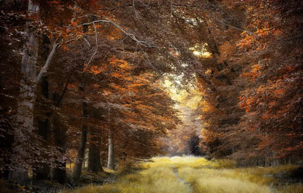 Autumn, nature, Park