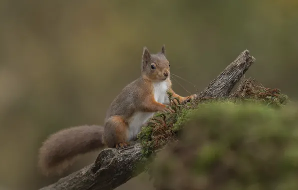 Picture nature, animal, moss, protein, snag, animal, rodent