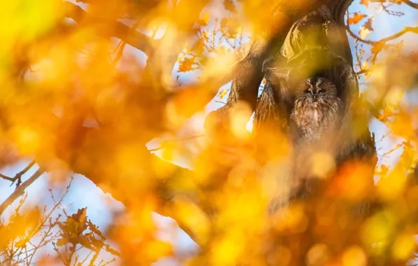 Picture autumn, branches, owl, bird, foliage, bokeh