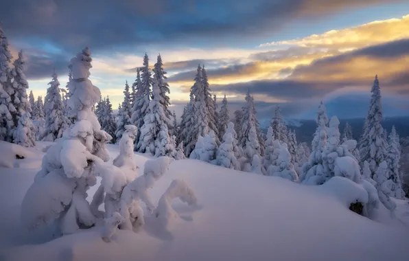 Winter, snow, trees, ate, the snow, Russia, Sergey Mezhin
