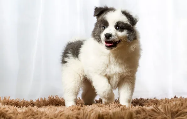 Picture white, look, pose, dog, baby, cute, puppy, curtains