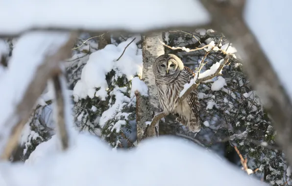 Winter, forest, snow, branches, owl, bird, a barred owl