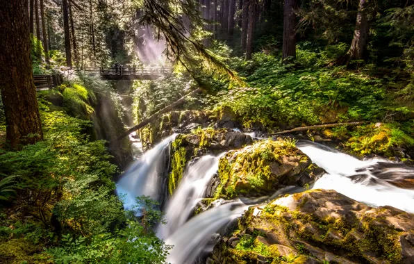 Picture forest, trees, bridge, stream, stones, rocks, waterfall, moss