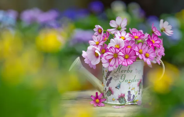 Flowers, bouquet, lake, cosmos