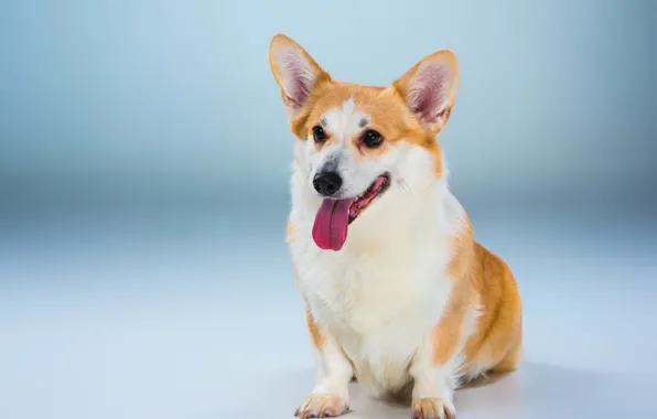 Picture language, dog, blue background, Welsh Corgi