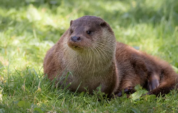 Picture grass, face, otter, river otter