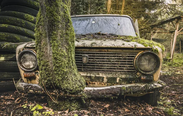 Tree, moss, scrap, Lada