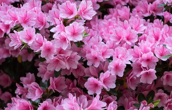 Picture pink, Azalea, rhododendrons