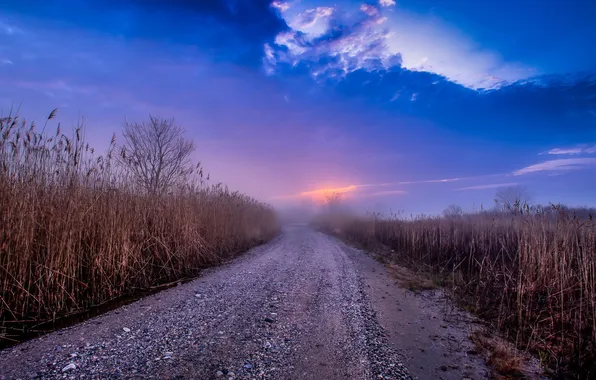 Road, landscape, sunset, reed