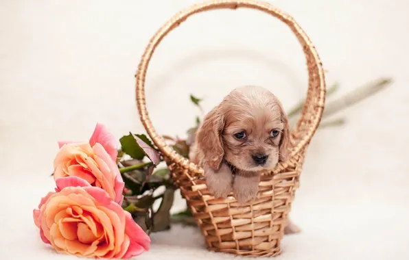 Picture flower, basket, puppy, flower, puppy, basket