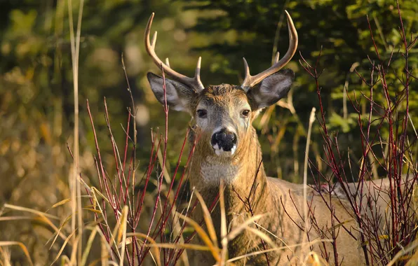 Picture branches, deer, horns, the bushes, handsome