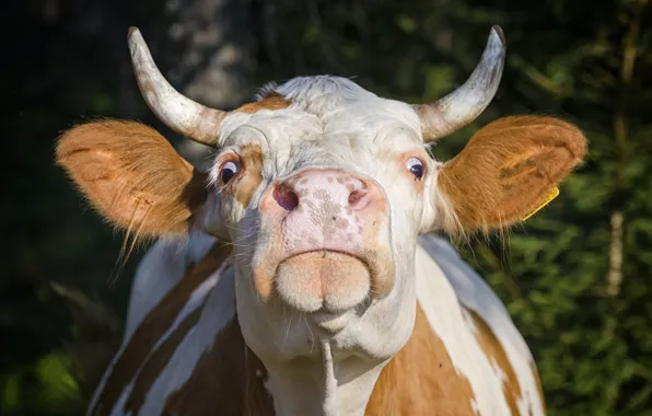 Horns, head, cow
