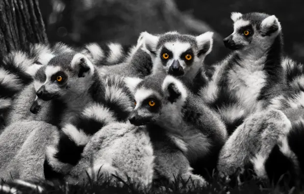 Nature, background, lemurs