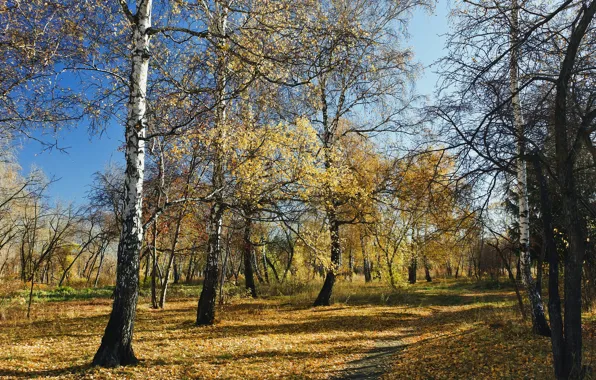 Autumn, forest, nature