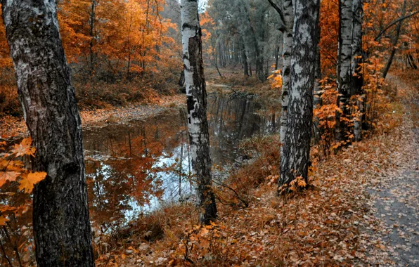 Autumn, leaves, nature, pond, Park, birch