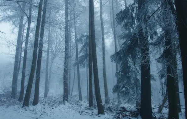 Picture winter, forest, snow, trees, nature, fog, Germany, Germany