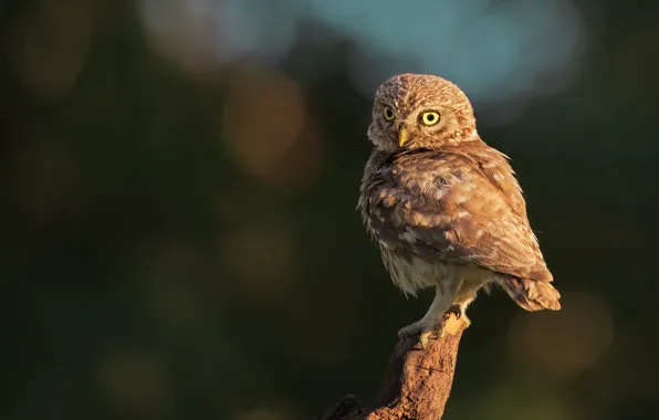 Look, light, the dark background, background, owl, bird, bitches, bokeh