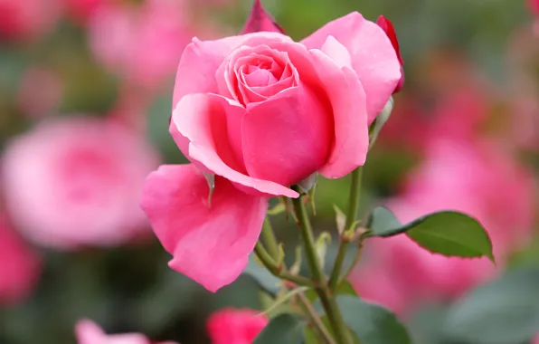 Picture leaves, flowers, roses, pink, bokeh