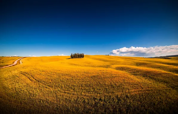 Picture field, summer, the sky, trees, nature, italy, montalcino, siena