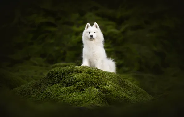 Look, nature, pose, dog, white, face, Samoyed