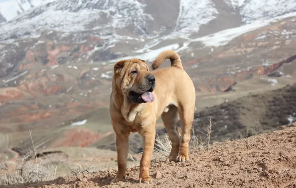 Dogs, mountains, spring, Sharpay