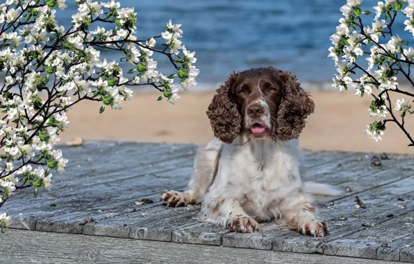 Picture sea, flowers, Spaniel