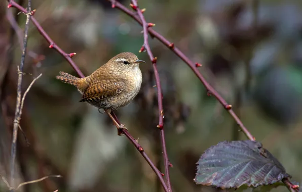 Picture leaves, branches, nature, bird, bokeh, Wren, Troglodyte mignon
