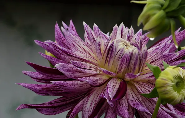 Flower, macro, striped, lilac, Dahlia