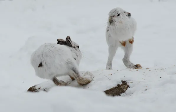 Picture winter, snow, meeting, rabbits, showdown