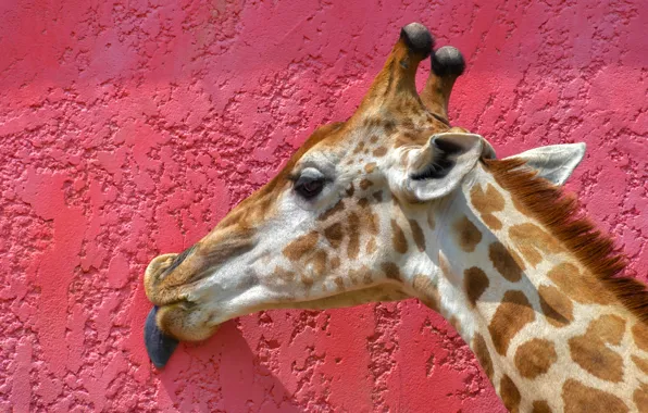 Picture language, face, background, wall, portrait, giraffe, pink, neck