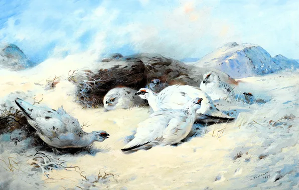 Winter, snow, birds, stones, picture, Archibald Thorburn, The animalist