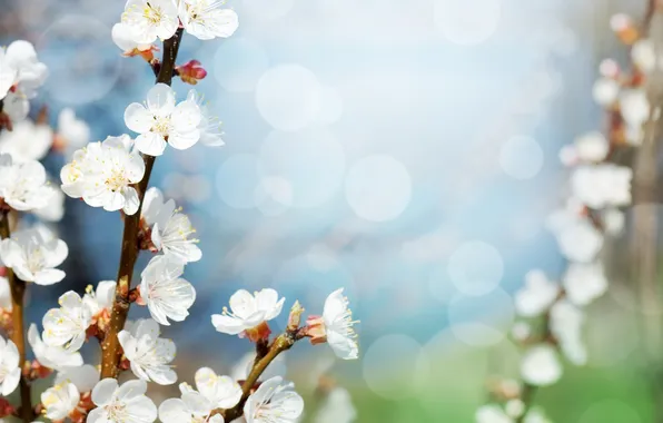 Flowers, branches, day, Apple