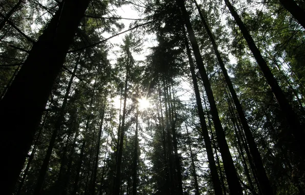 Picture forest, rays, trees, pine, Carpathians