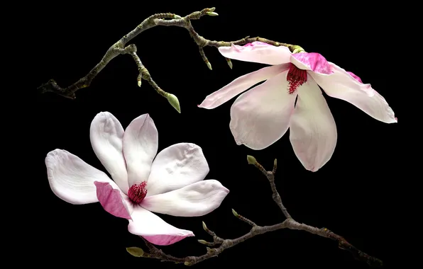 Macro, branch, petals, Magnolia