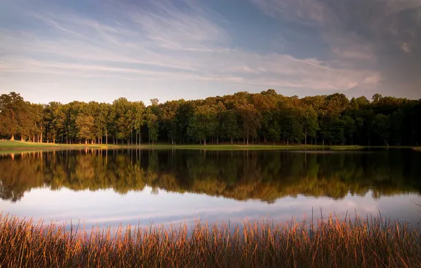 The sky, grass, water, trees, nature, lake, surface, tree